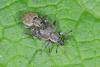Peritelus sphaeroides